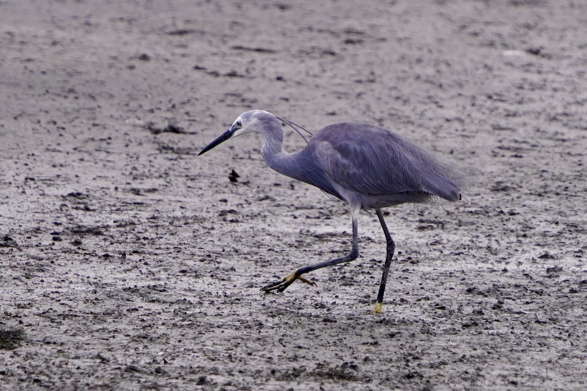 silkehegre - ML654366904