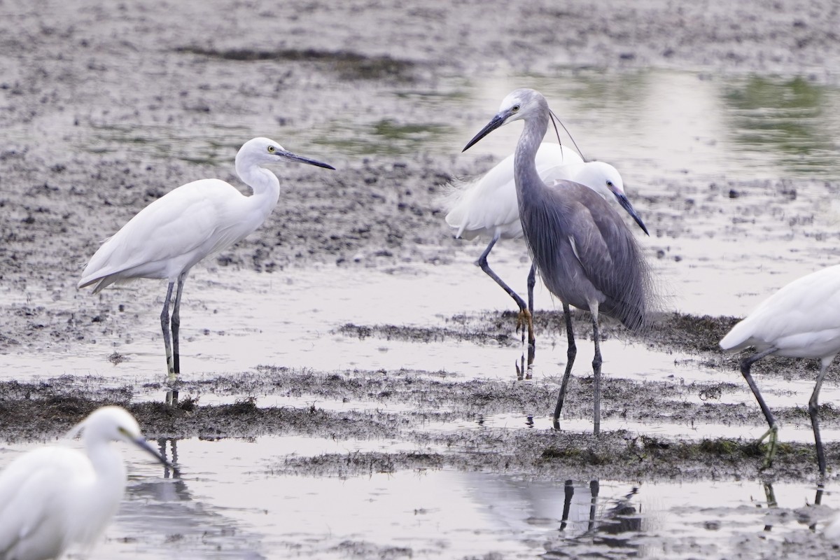 silkehegre - ML654366905