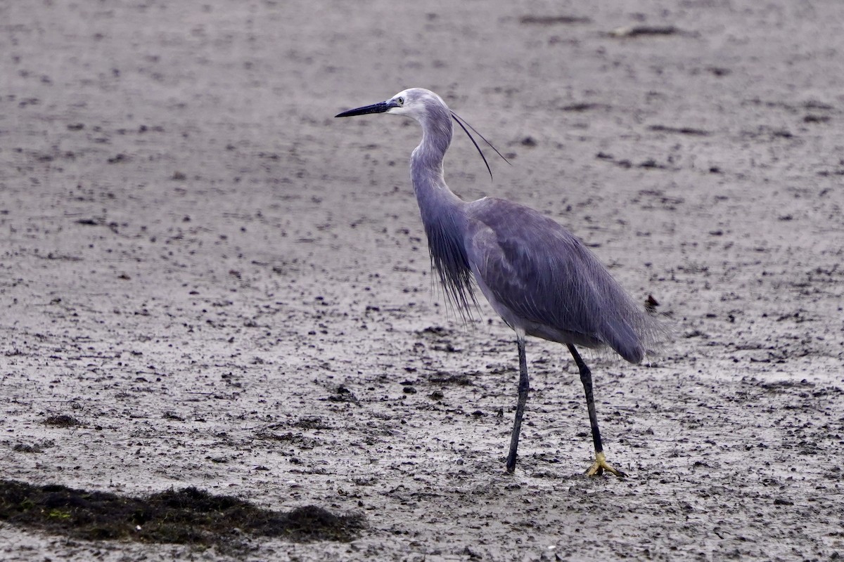 silkehegre - ML654366906