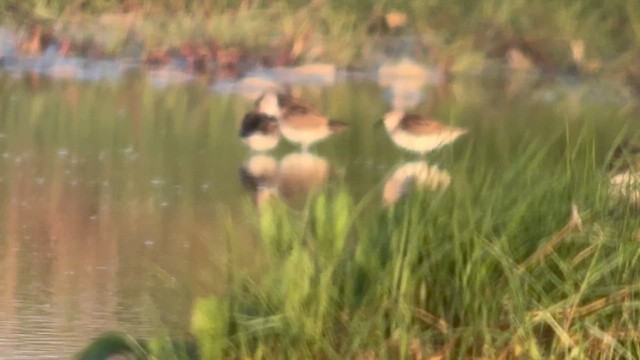 Least Sandpiper - ML654367394