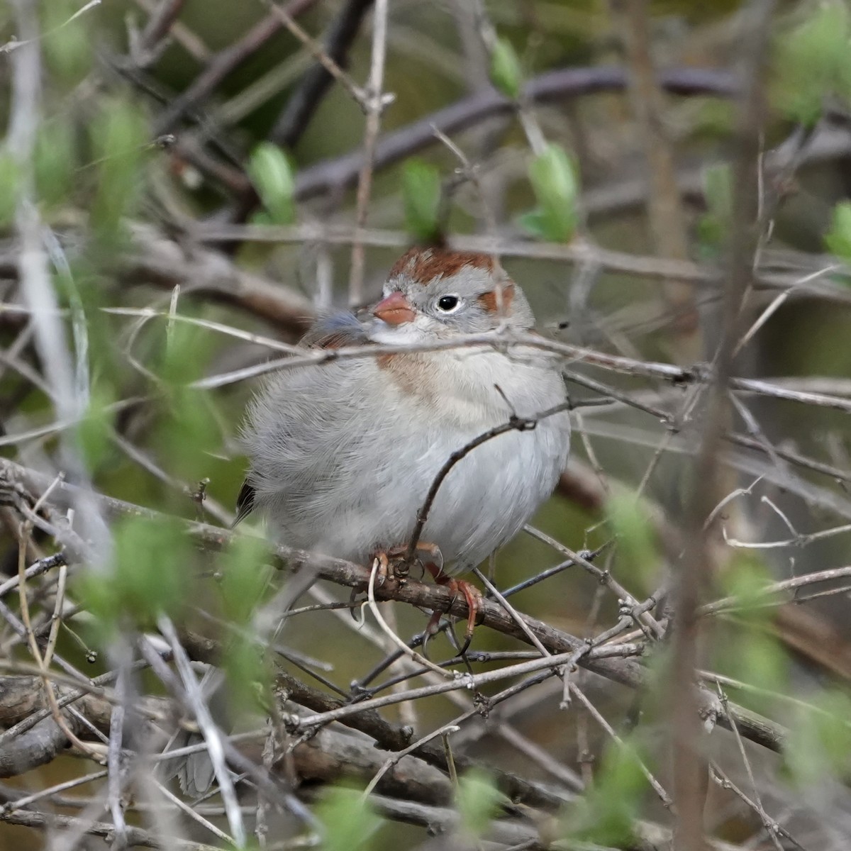 eBird Checklist - 6 Apr 2026 - Muscoot Farm - 34 species