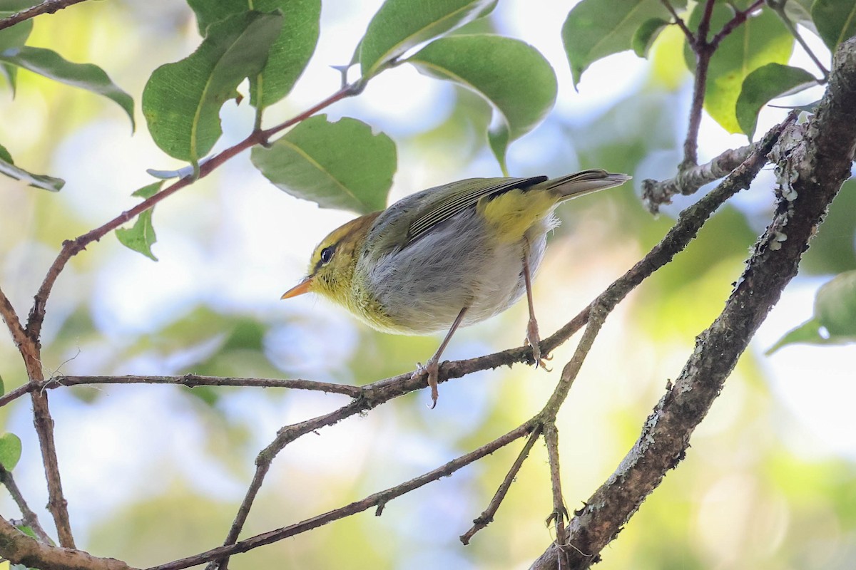 Yellow-throated Woodland-Warbler - ML654368317