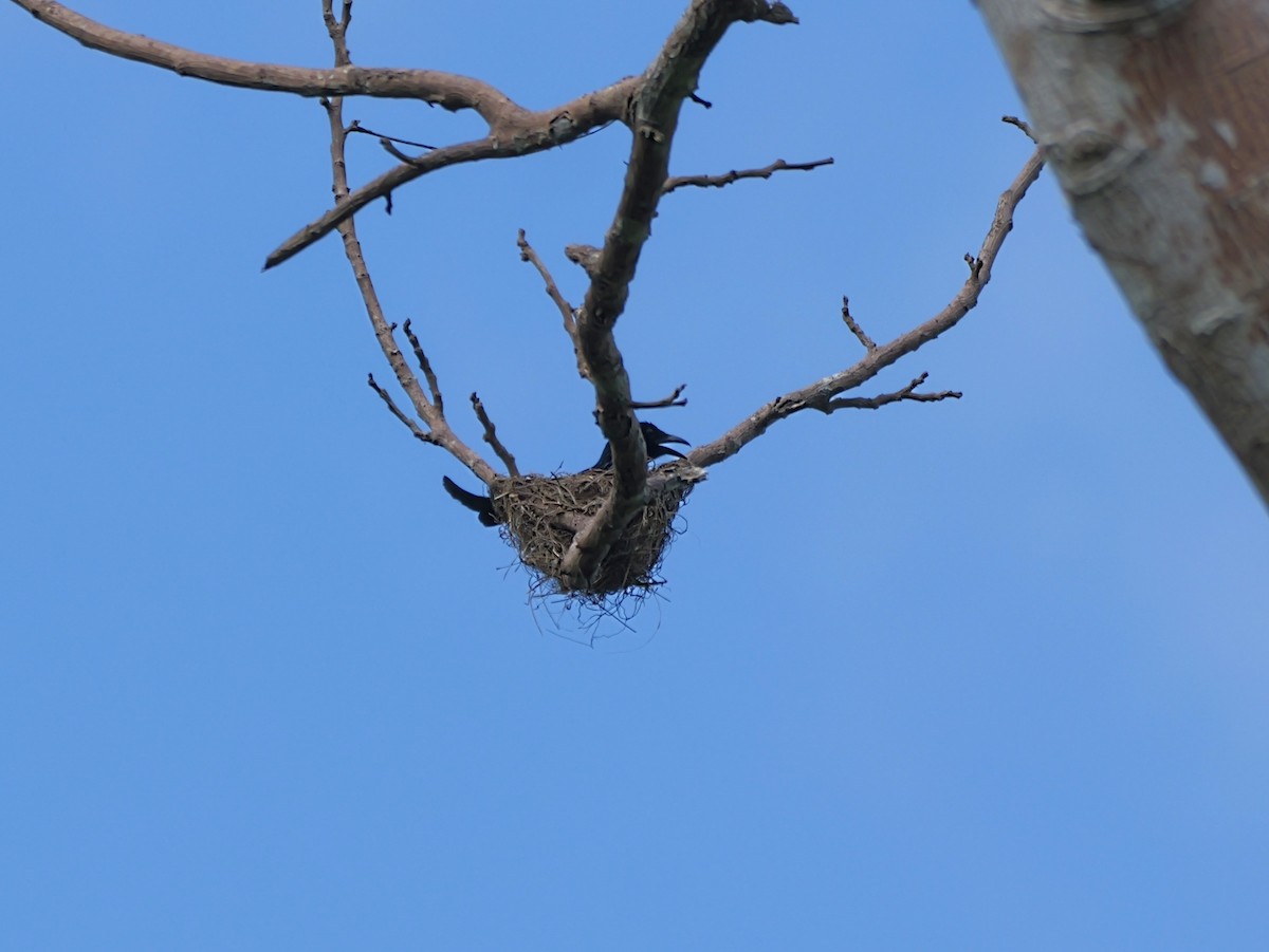 Palawan Drongo - ML654369167