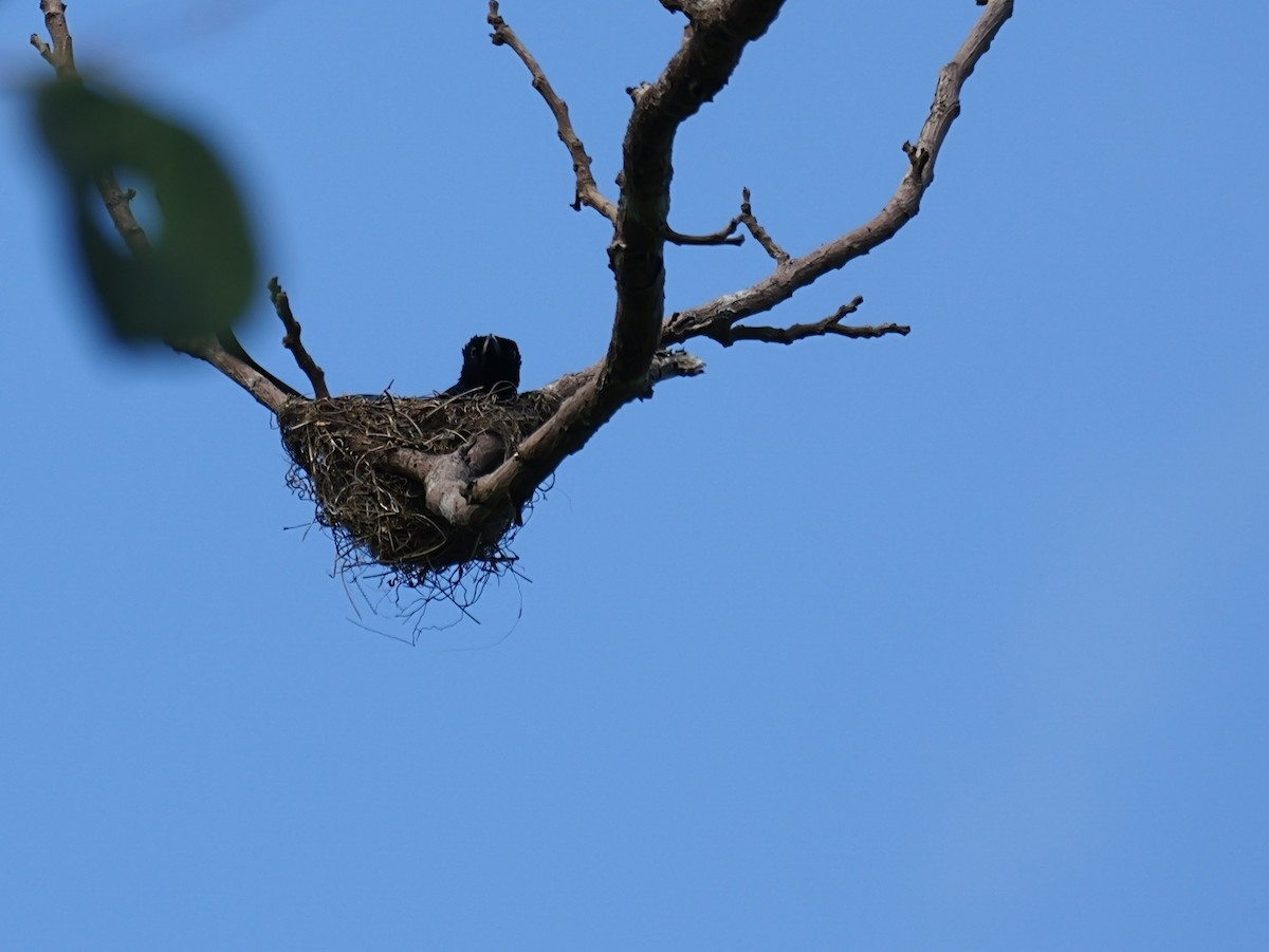 Palawan Drongo - ML654369168