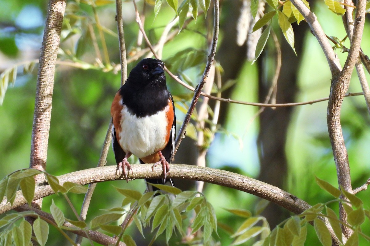 Kızıl Böğürlü Tovi - ML654369583