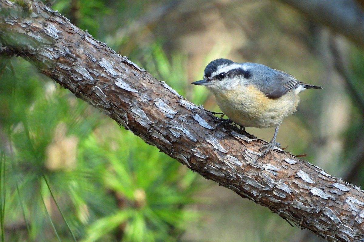 Kanada Sıvacısı - ML654369684