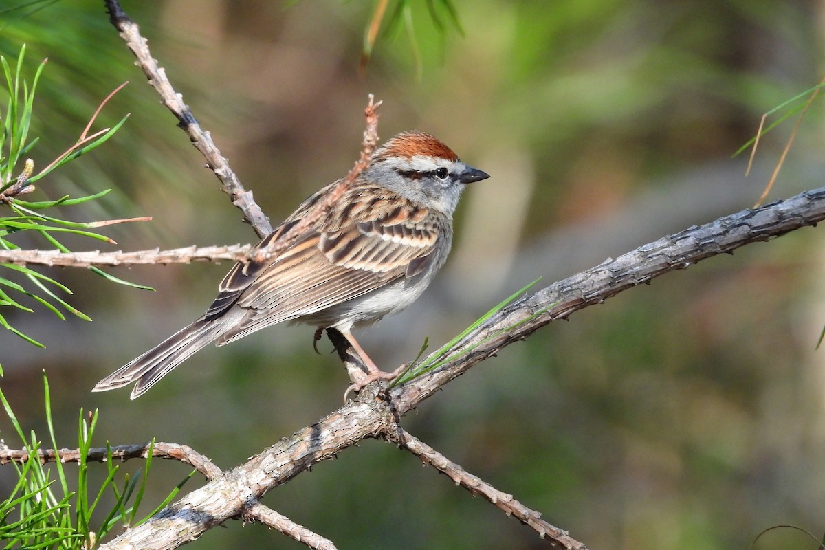 Cırcır Sesli Serçe - ML654369766