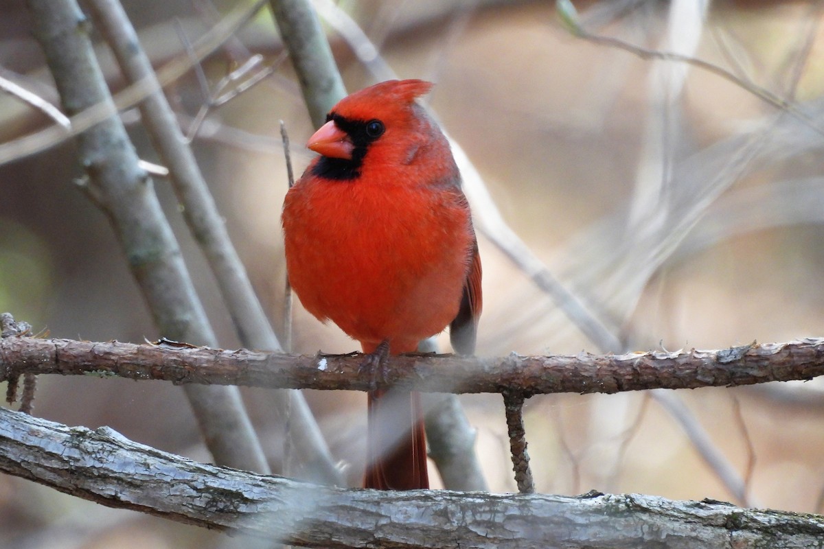 Kırmızı Kardinal - ML654369865