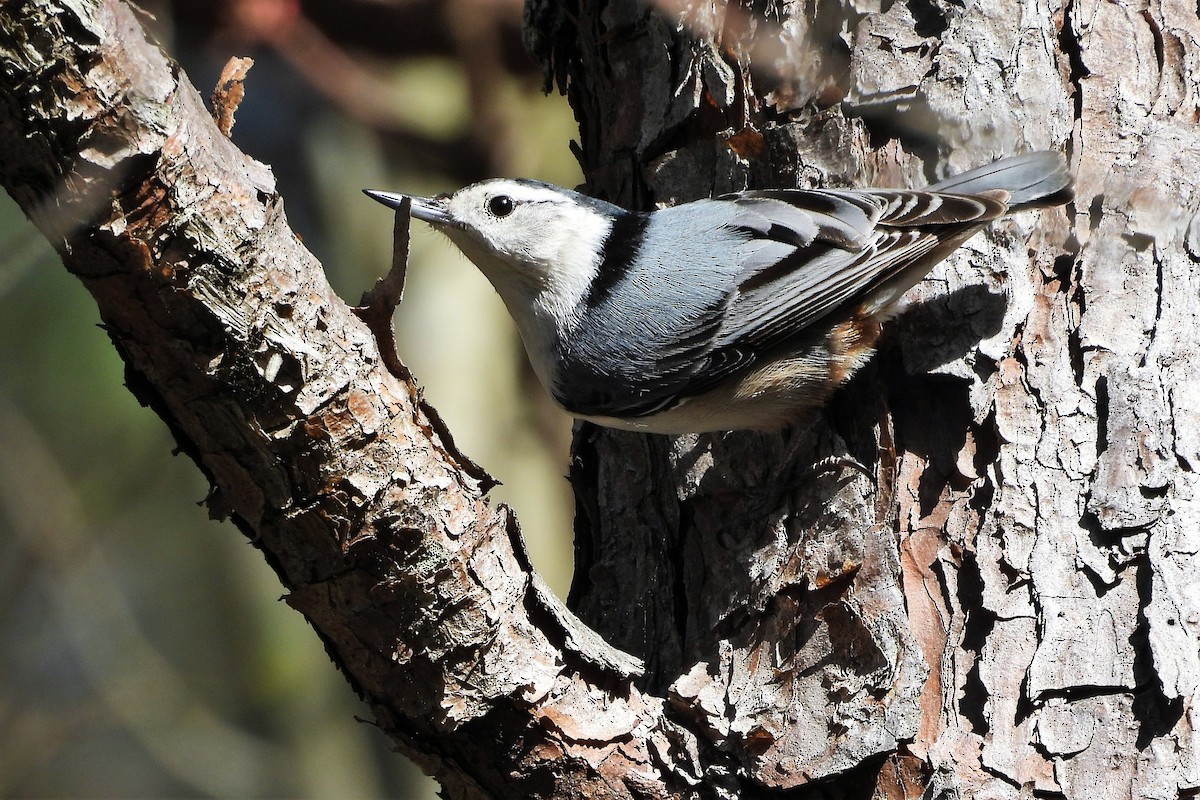 Beyaz Göğüslü Sıvacı - ML654369919