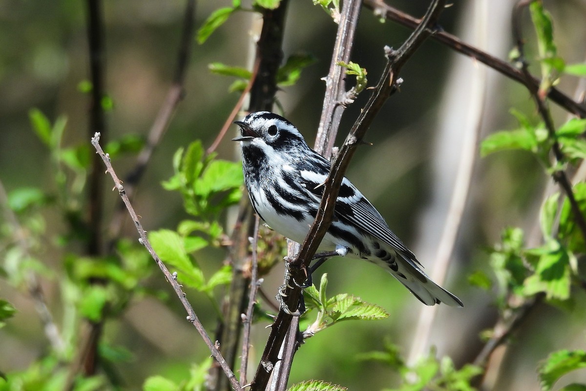 Tırmaşık Ötleğeni - ML654369951