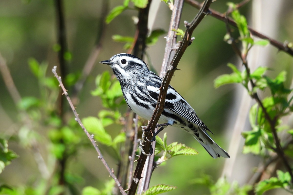 Tırmaşık Ötleğeni - ML654369974