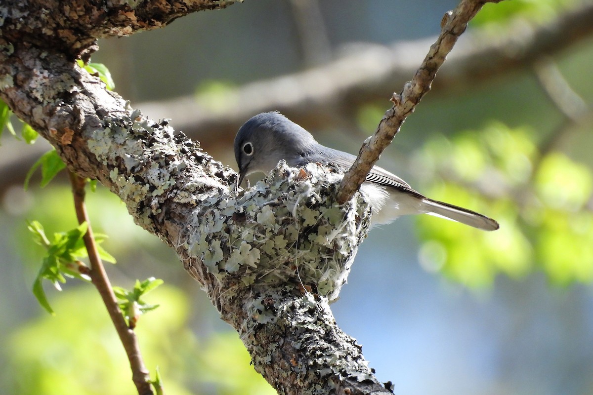 Gökrengi Bitkuşu - ML654370043