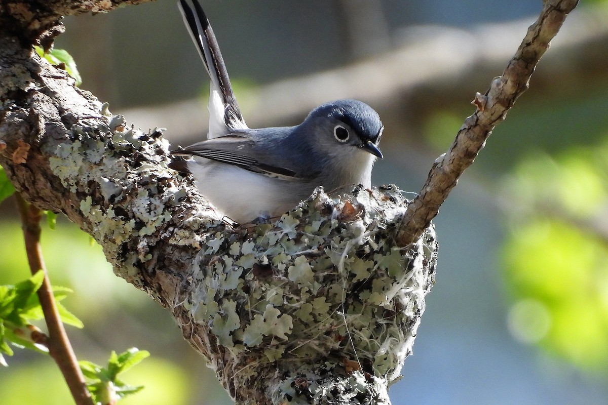 Gökrengi Bitkuşu - ML654370082