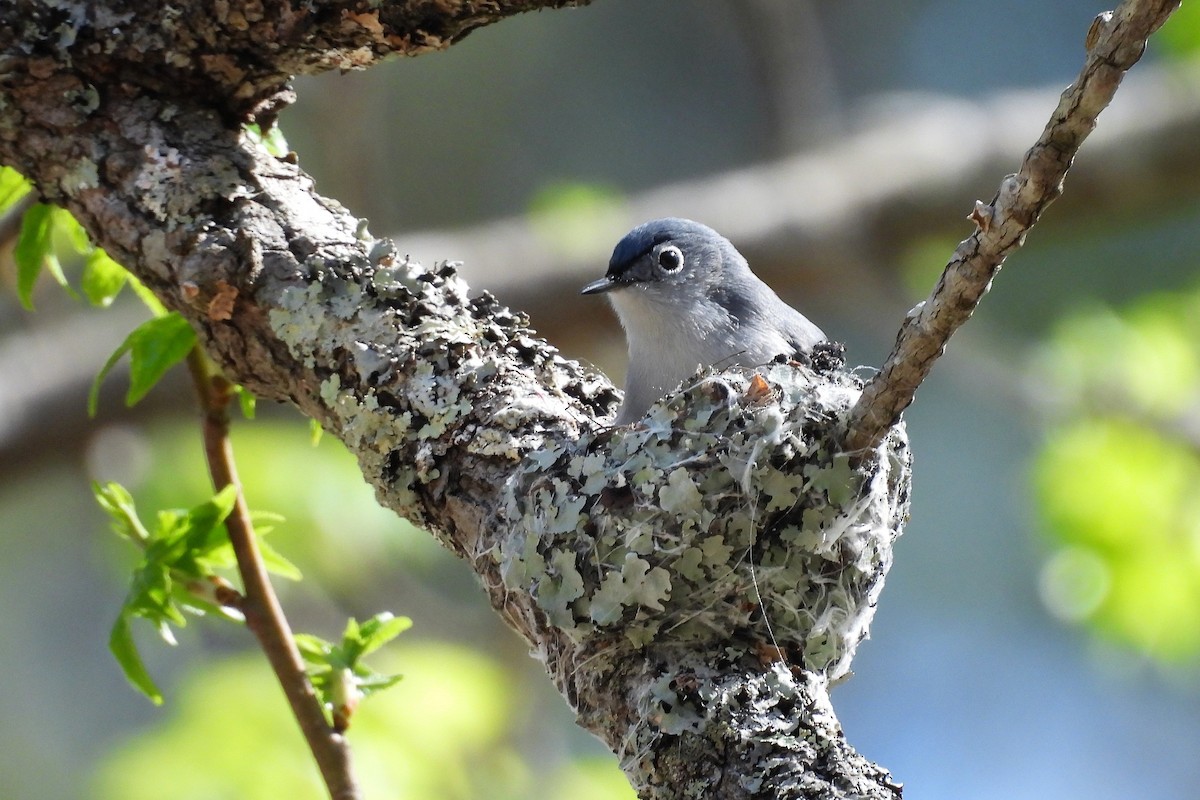 Gökrengi Bitkuşu - ML654370122