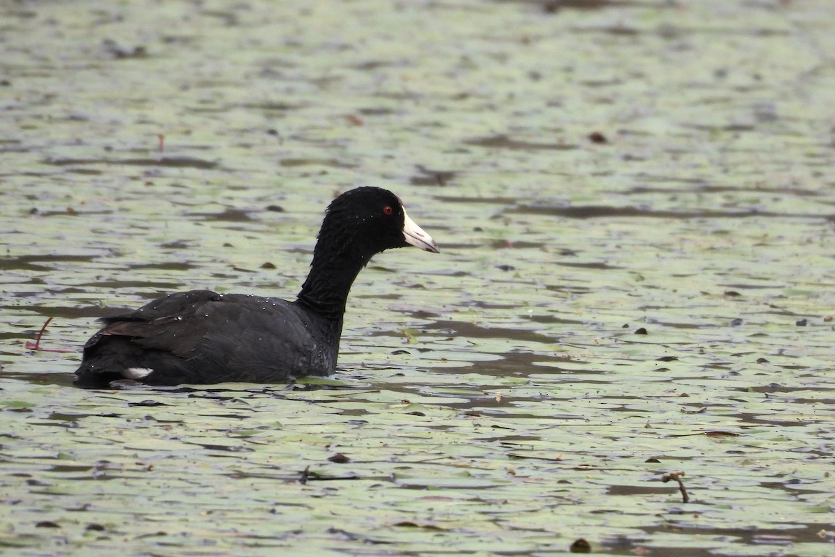 Amerika Mekesi - ML654370213