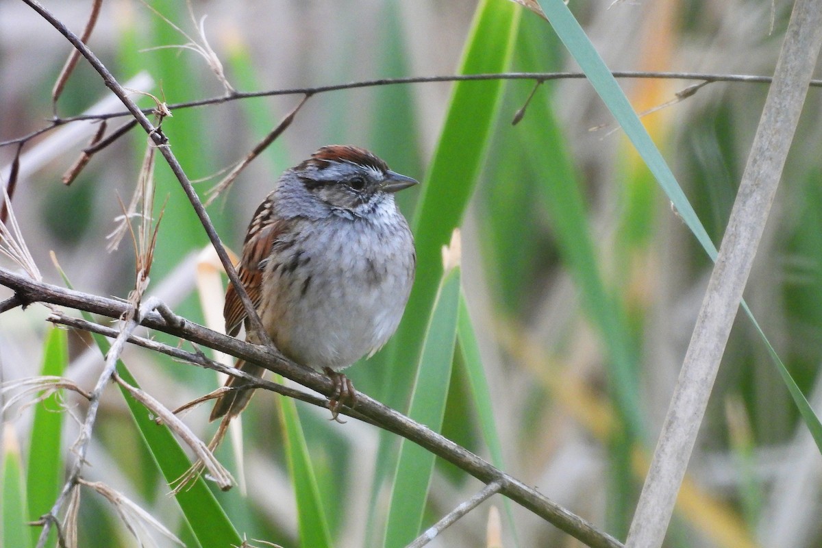Bataklık Serçesi - ML654370276
