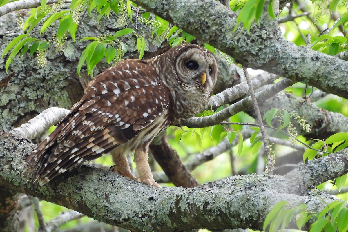 Çizgili Baykuş - ML654370354