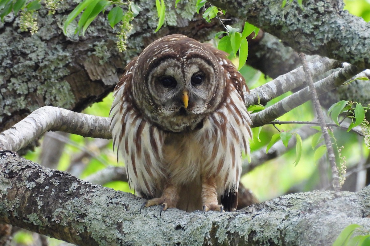 Çizgili Baykuş - ML654370386