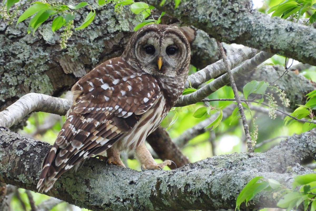 Çizgili Baykuş - ML654370394