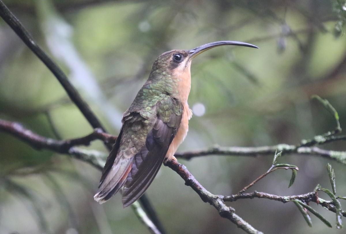 Rufous-breasted Hermit - ML654370461