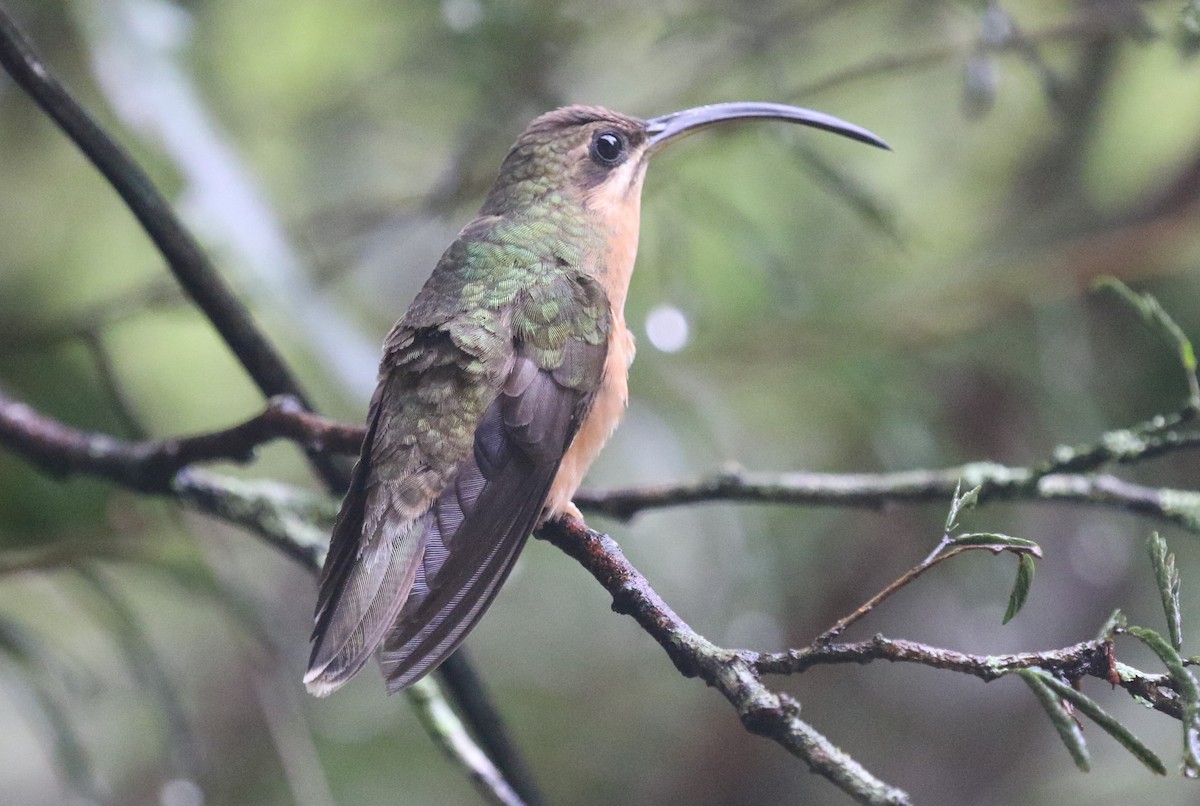 Rufous-breasted Hermit - ML654370468