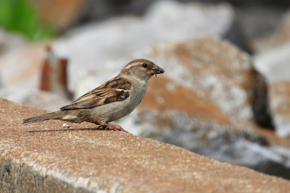 Serçe - ML654370532