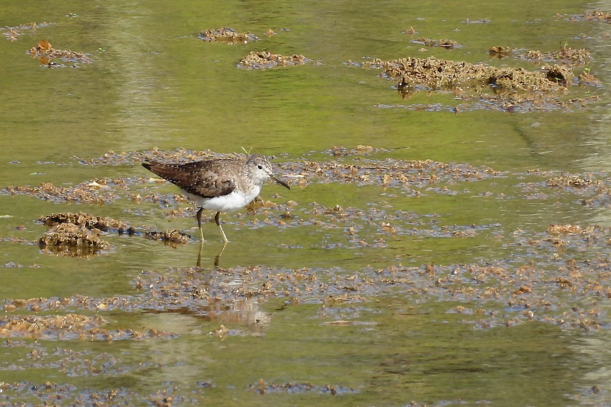 Esmer Düdükçün - ML654370632