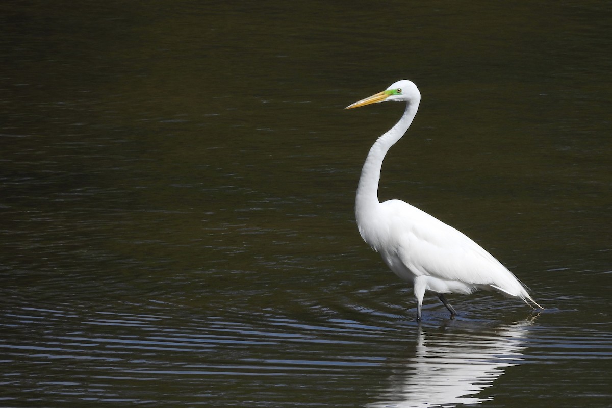 Büyük Ak Balıkçıl - ML654370679