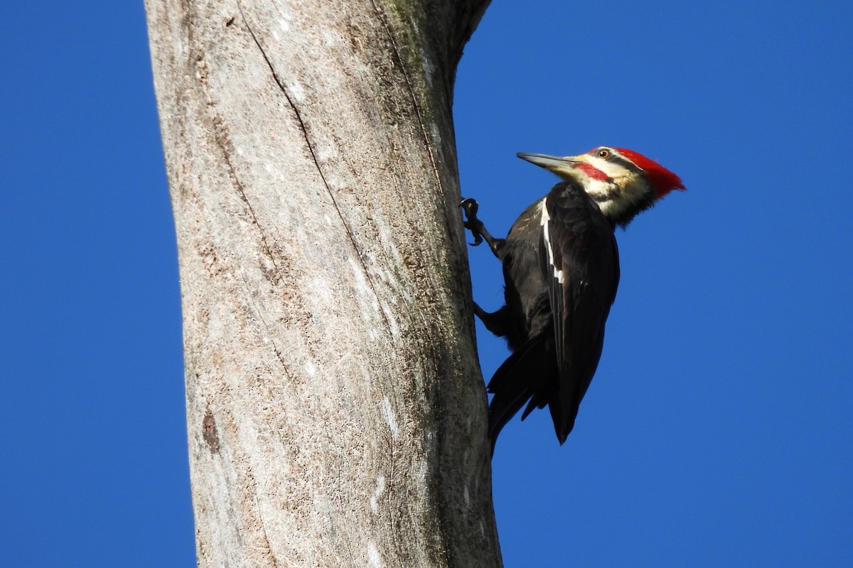 Kuzey Amerika Kara Ağaçkakanı - ML654370715