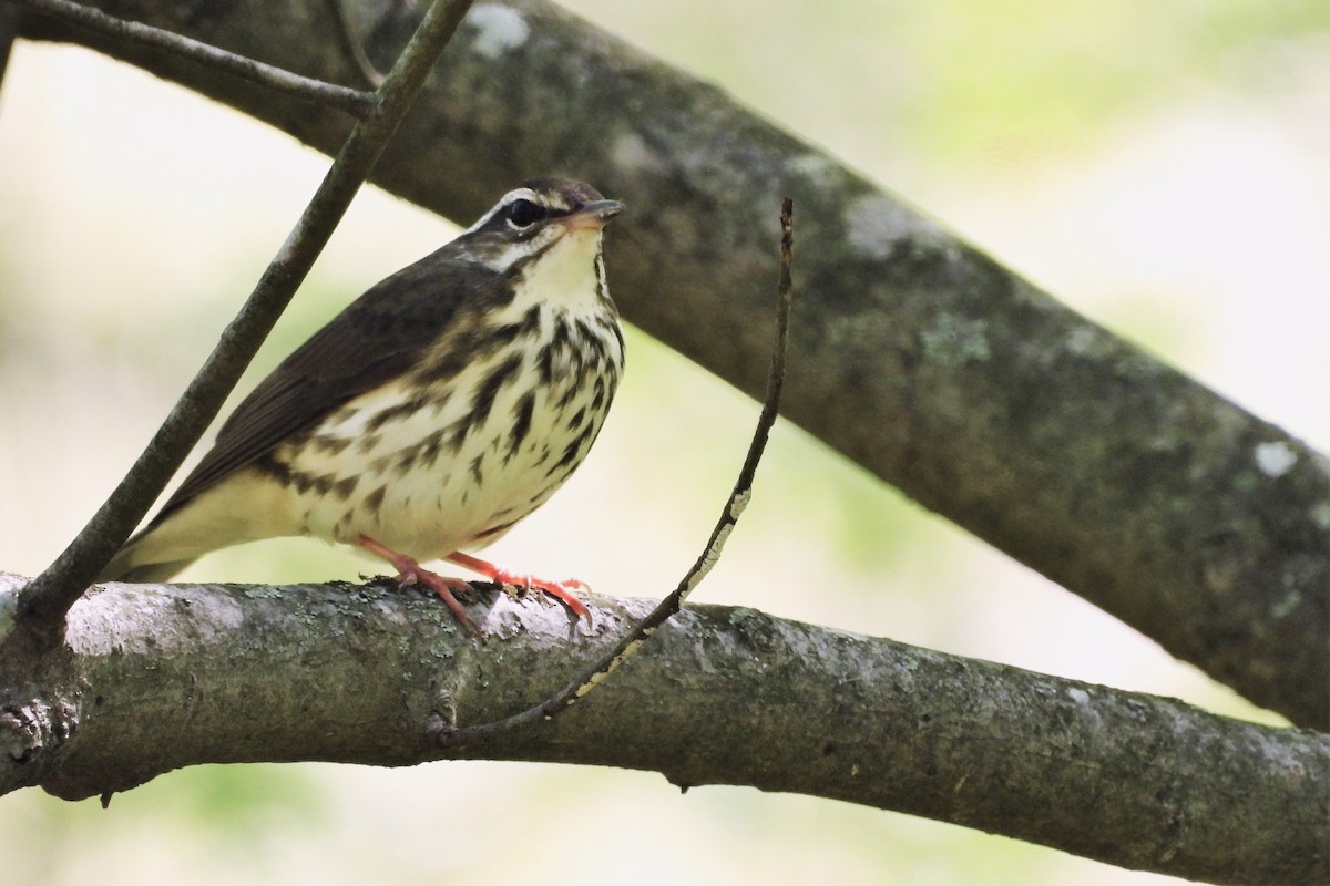 Luisyana Su Ötleğeni - ML654370872