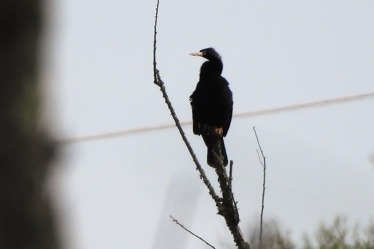 Amerika Yılanboyunu - ML654371529