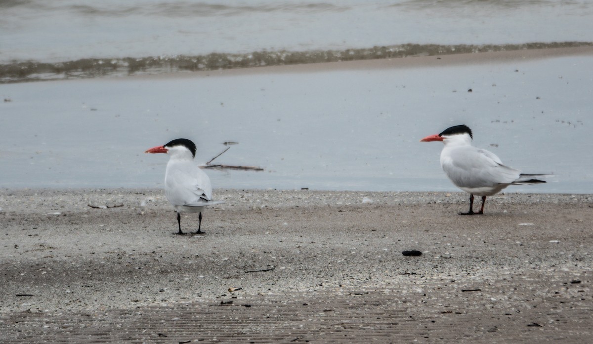 Caspian Tern - ML654371616
