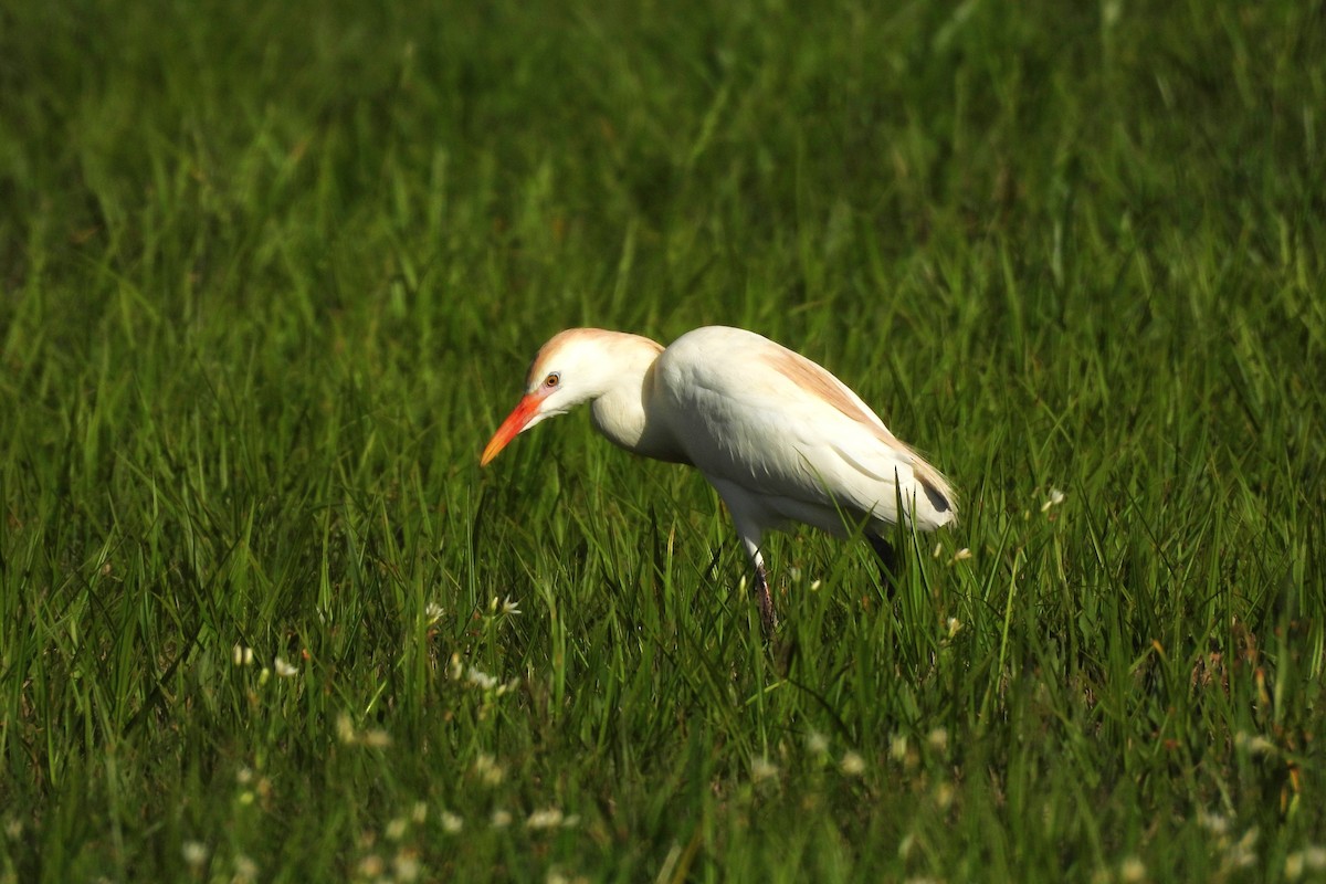 Sığır Balıkçılı - ML654371661