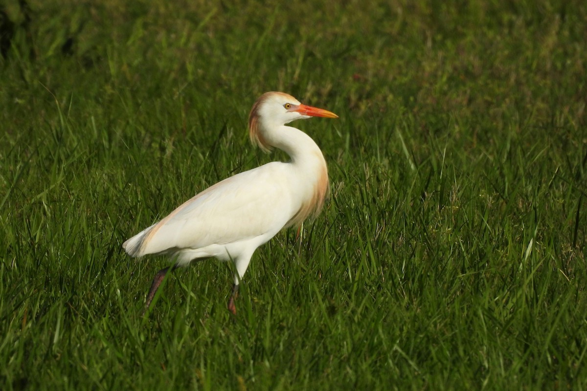 Sığır Balıkçılı - ML654371679