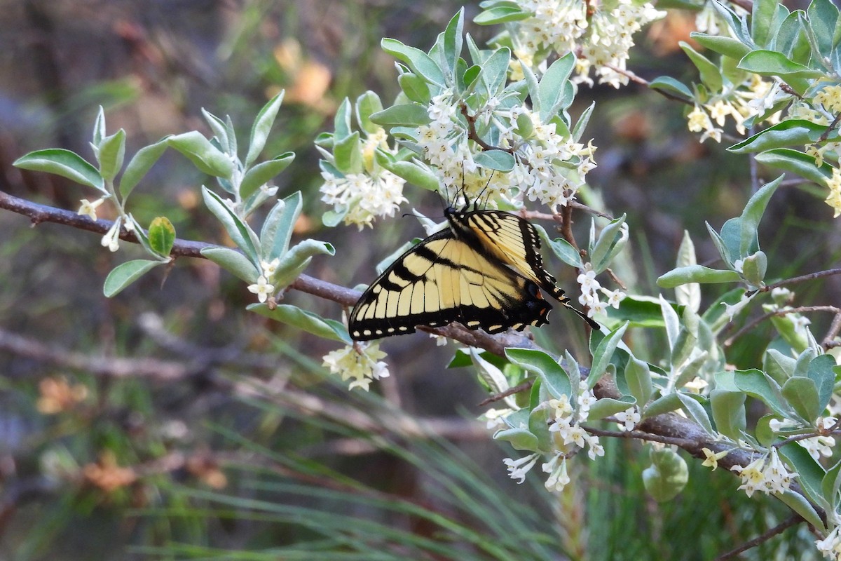 Eastern Tiger Swallowtail - ML654372275
