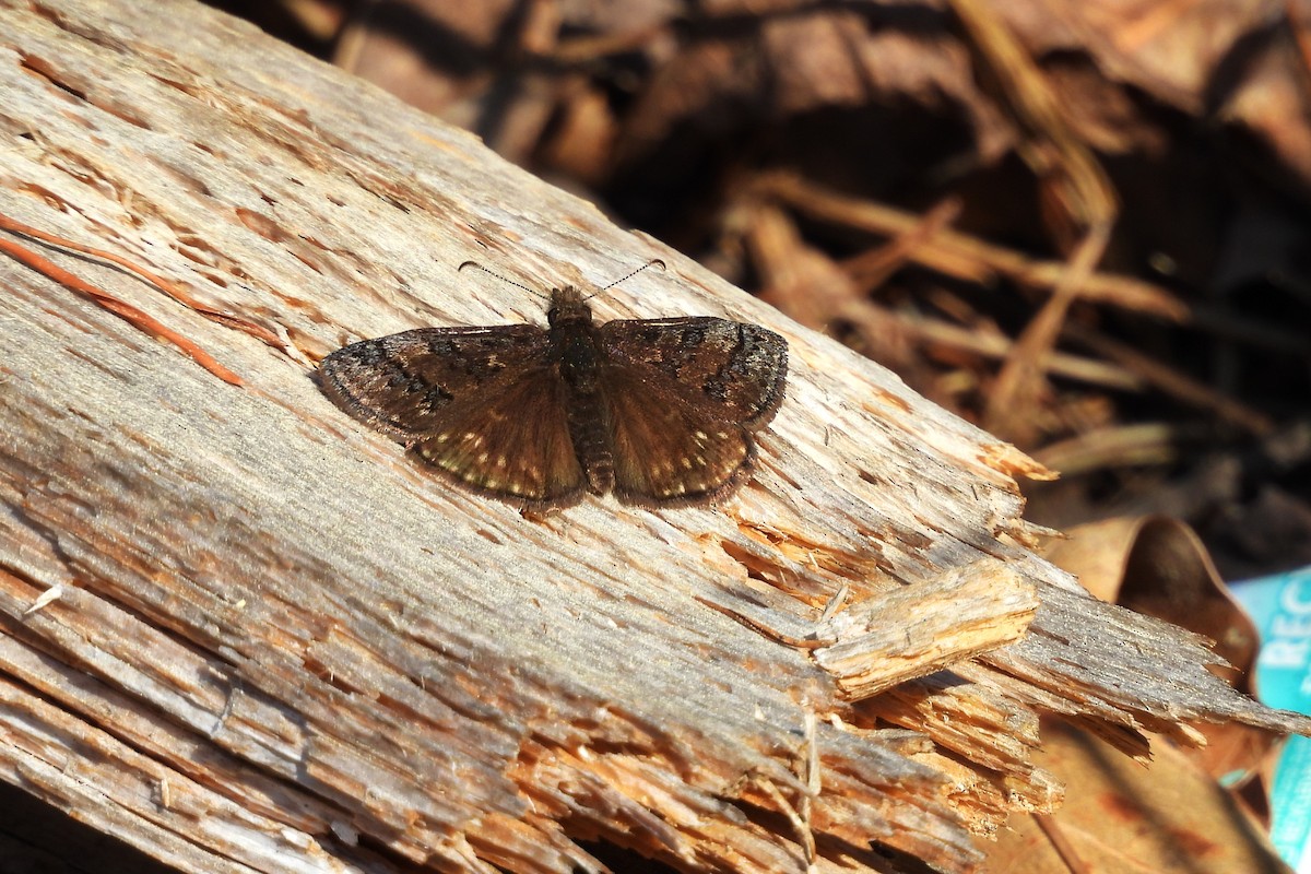 Sleepy Duskywing - ML654372336