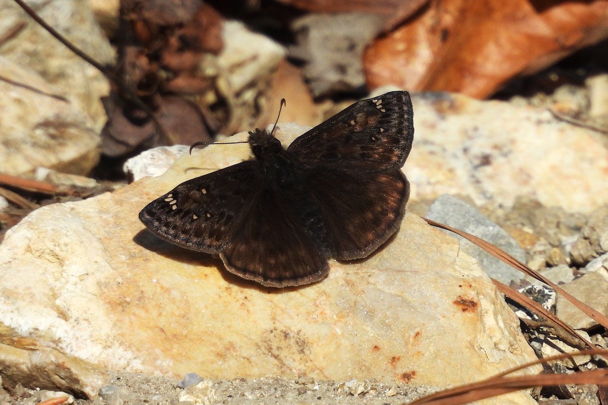 Juvenal's Duskywing - ML654372365
