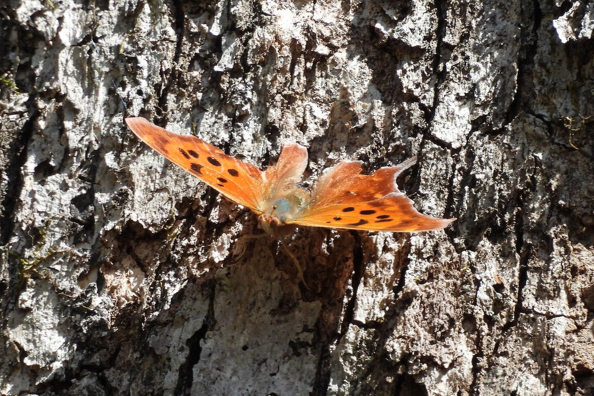 Question Mark - ML654372484