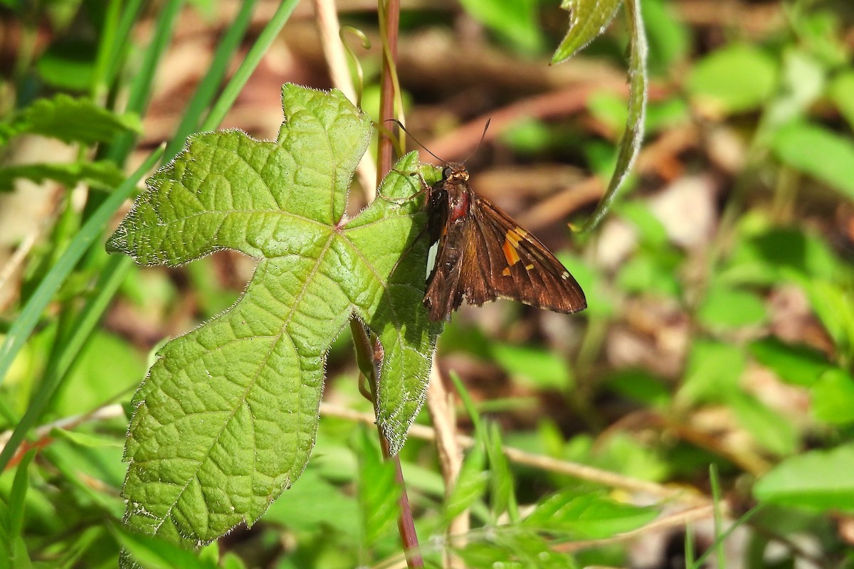 Silver-spotted Skipper - ML654373128