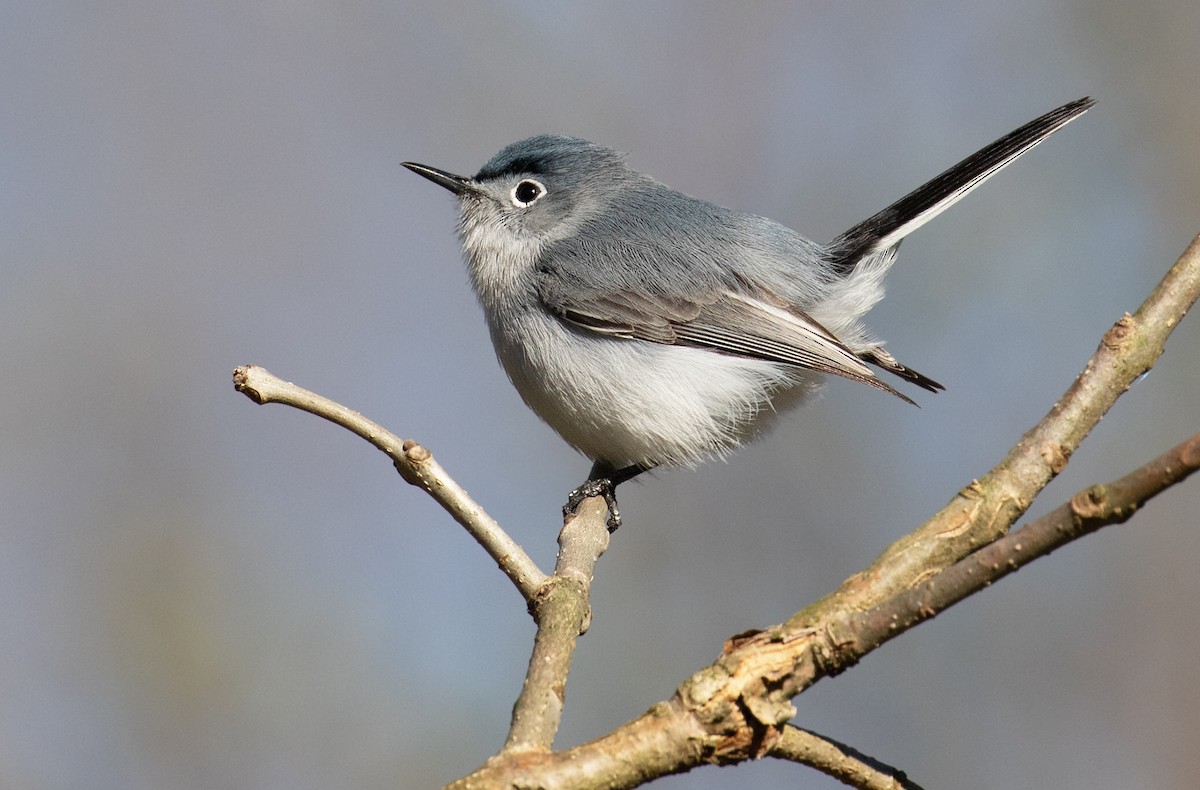 Blue-gray Gnatcatcher - ML654373214