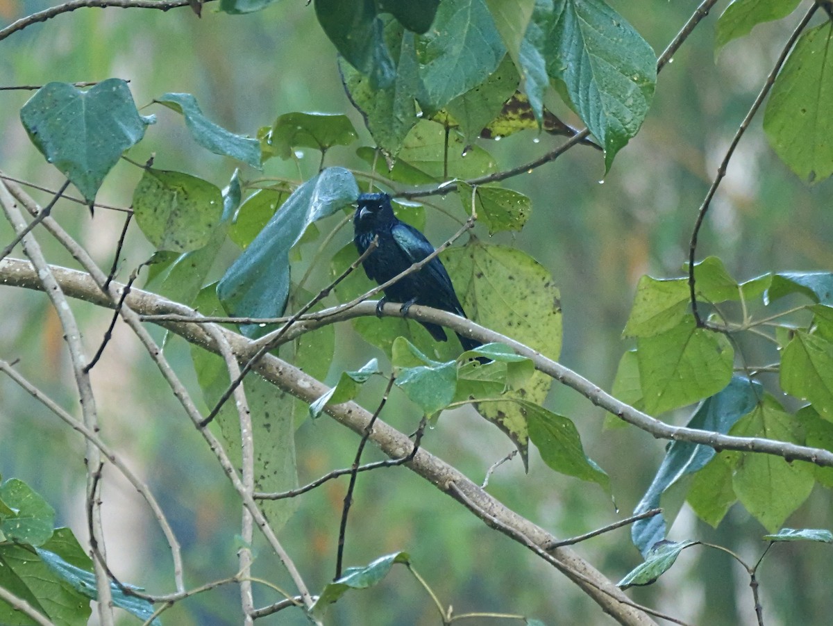 Palawan Drongo (Palawan) - ML654373849