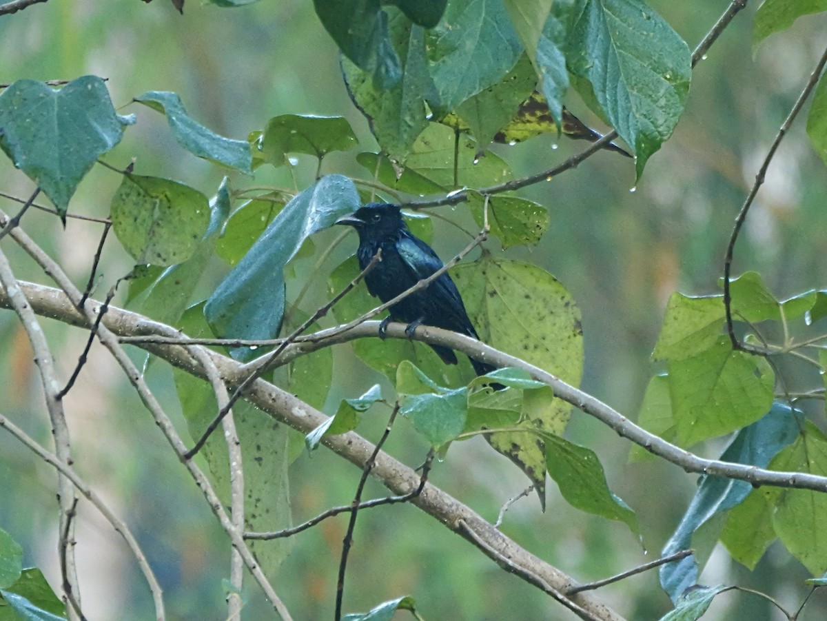 Palawan Drongo (Palawan) - ML654373850