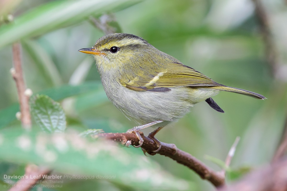 Davison's Leaf Warbler - Natthaphat Chotjuckdikul