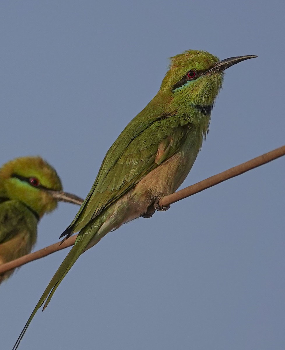 African Green Bee-eater - ML654374655