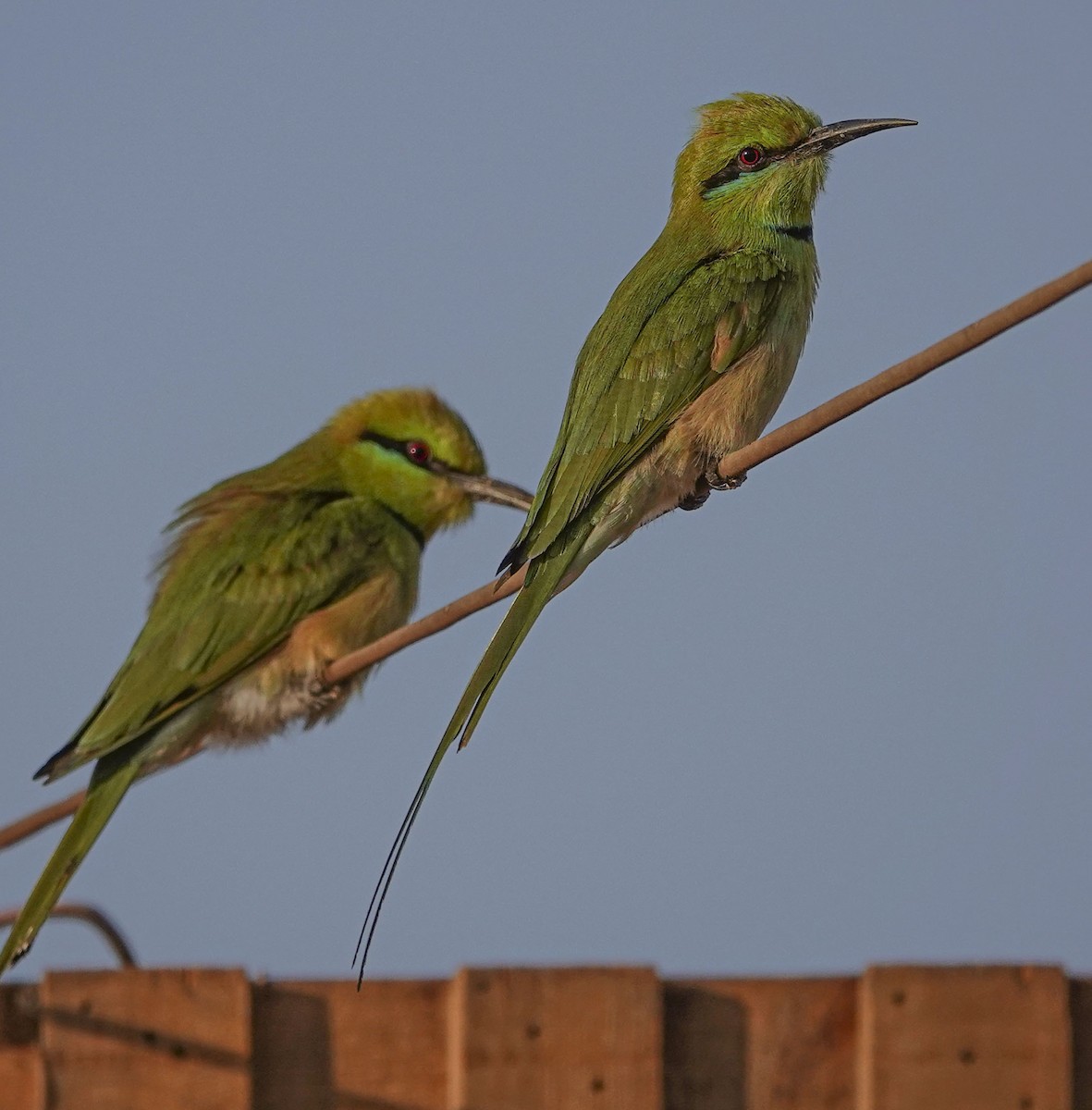 African Green Bee-eater - ML654374659