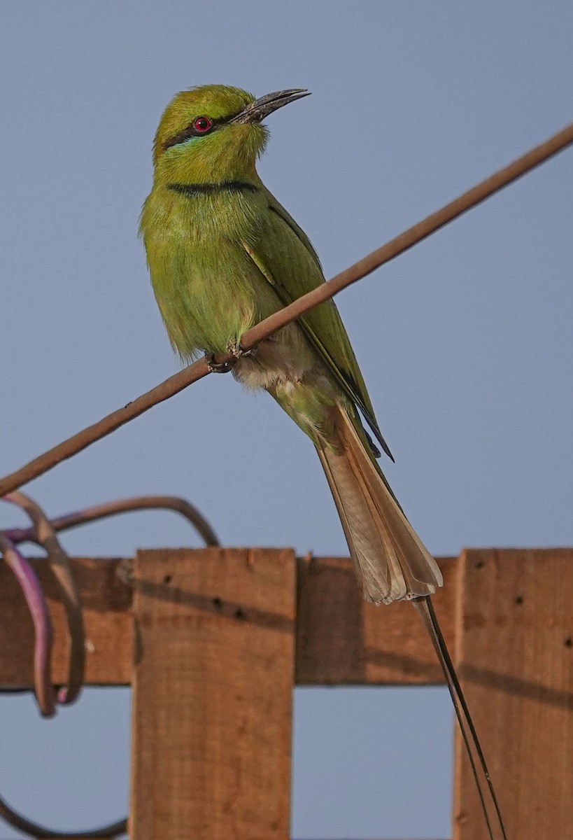 African Green Bee-eater - ML654374663