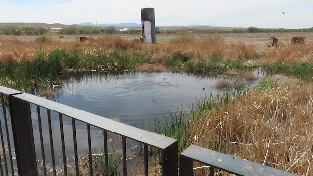 Cliff Swallow - ML654375353