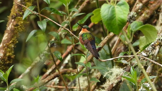 Blue-throated Starfrontlet - ML654375425