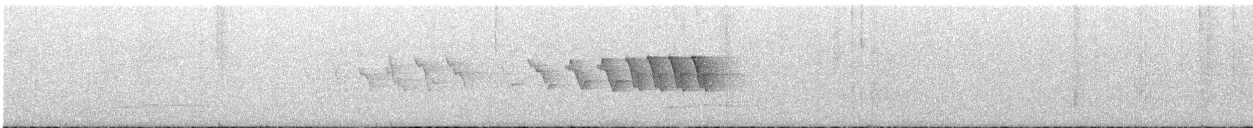 Поплітник плямистий - ML65437601