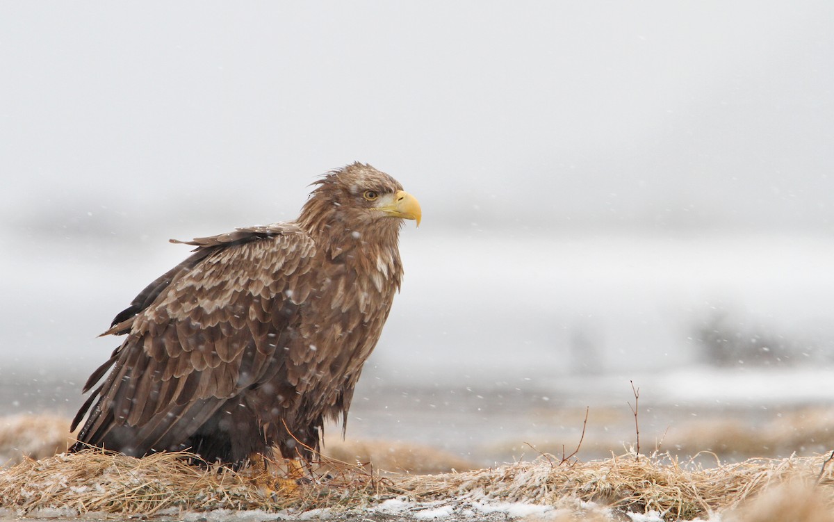 White-tailed Eagle - Christoph Moning